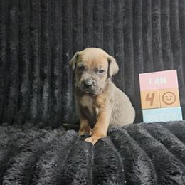 Purple collar - Gray brindle female Cane Corso puppy in Fritch, Texas from Carrie Brown's Cane Corsos