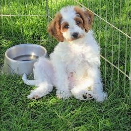 Charlie - Blenheim male Cavapoo puppy in Blackfoot, Idaho from Rocky Desert Goldens and Cavaliers