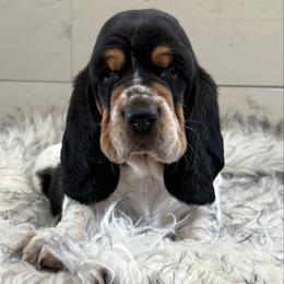 Jimmy - Black brown and white male Basset Hound puppy in Beulah, Michigan from Northwood Euro Danes and Bassets