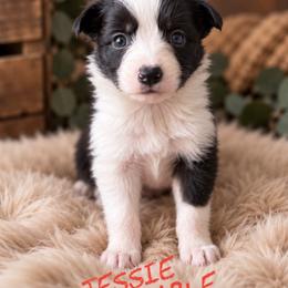 Jessie - Black female Border Collie puppy in Sanger, California from Flying M Cactus Ranch Buddies
