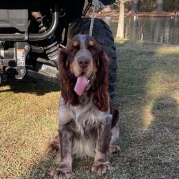 Timber - English Springer Spaniel