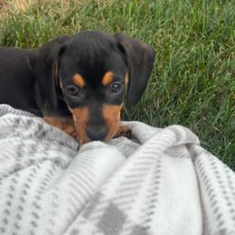 Greta - Black and tan female Dachshund puppy in Utica, Ohio from Poodle Me Crazy