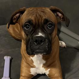 Boxers from Brown Cove boxers