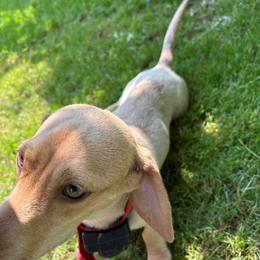 Bambi - Dachshund