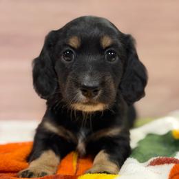Salazar - Black and tan male Dachshund puppy in Roanoke, Alabama from J&E Dachshunds