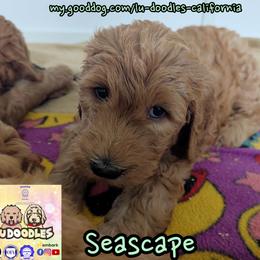 Seascape - Apricot male Goldendoodle puppy in Santa Cruz, California from Lu Doodles