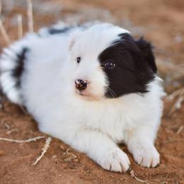 Luna - Black and white female Border Collie puppy in Hesperus, Colorado from I&A Border Collies