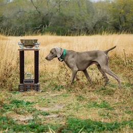 Lambeau - Weimaraner