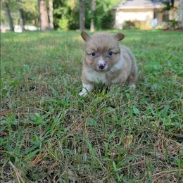 Hermione - Blue female Pembroke Welsh Corgi puppy in Tallahassee, Florida from Koko's Korgis