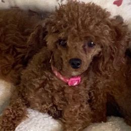 Daisy - Poodle