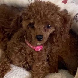 Daisy - Poodle