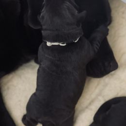 Labrador Retriever Puppies from Jewelwyn Labradors