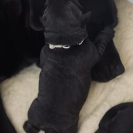 Labrador Retriever Puppies from Jewelwyn Labradors
