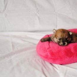 Pomeranian Puppies from DeMi Poms