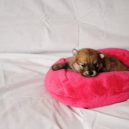 Pomeranian Puppies from DeMi Poms