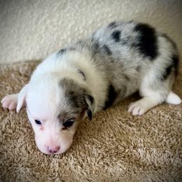 Purple collar - Blue merle and white female Cardigan Welsh Corgi puppy in Omaha, Arkansas from DnD Corgis