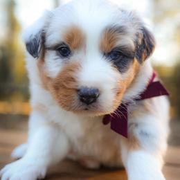 Holly - Blue merle female Australian Shepherd puppy in Georgetown, Texas from River Reign Australian Shepherds