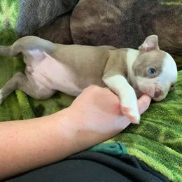 Boston Terrier Puppies from Heather's Boston Babies