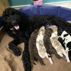 Double Doodle puppies from Double Doodle Ranch