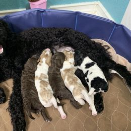 Double Doodle puppies from Double Doodle Ranch