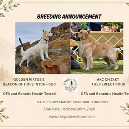 Golden Retriever puppies from The Golden Virtues