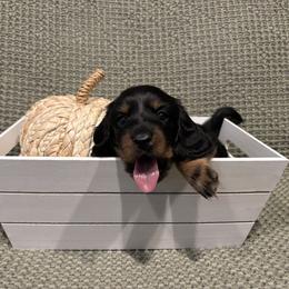 Dachshund Puppies from Oscar Meyer’s Weenies