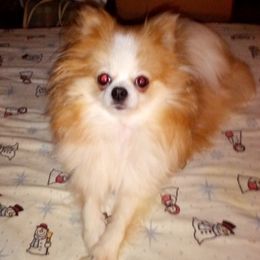 Pomeranians from Paw Prints Kennels of Kentucky