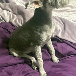 Gorgonzola - Miniature Schnauzer