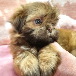 RORY - Liver and white female Shih Tzu puppy in Candler, North Carolina from Pup-Tzu WNC