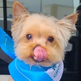 Gizzy - Yorkshire Terrier