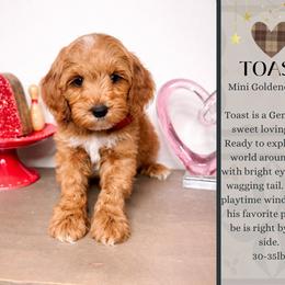 Toast - Red  male Goldendoodle puppy in Hilton, New York from The House of Goldendoodle