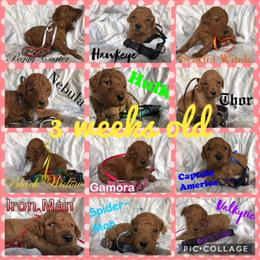 Poodle Puppies from Stunningly Sweet Standards
