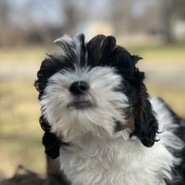 Bernedoodles, French Bulldogs, and Lhasa Apsos from Puppies For You
