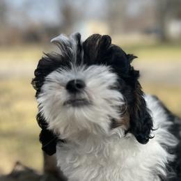 Bernedoodles, French Bulldogs, and Lhasa Apsos from Puppies For You