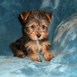 Girl 2 - Black and tan female Yorkshire Terrier puppy in Saint Clair, Missouri from Missouri Yorkies