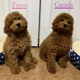 Goldendoodle and Poodle Puppies from Katy's Toy Poodles & Doodles