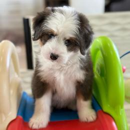 Yellow - Blue merle male Bernedoodle puppy in Indiahoma, Oklahoma from Farm Fresh Doodles
