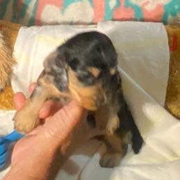 MICKI AKC REGISTERED MALE - Dapple male Dachshund puppy in Elizabethtown, Kentucky from Teeny Tiny Puppy Tails