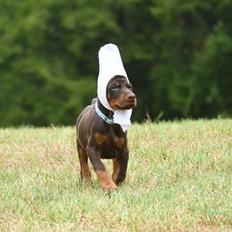 Cannon - Red and rust male Doberman Pinscher puppy in Overton, Texas from Obsidian Kennel