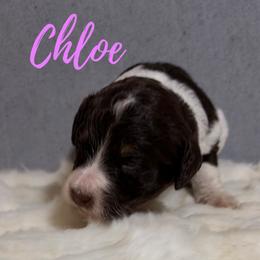 Chloe - Tri-color female Bernedoodle puppy in Battle Creek, Michigan from T-Rose’s Bernedoodle & Pomsky Puppies