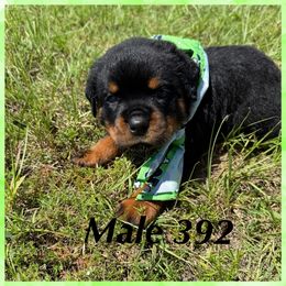 Male 392 - Black and mahogany male Rottweiler puppy in Ocala, Florida from Southeast Companion & Protection Dogs