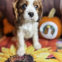 Rhys - Blenheim male Cavalier King Charles Spaniel puppy in Sandy, Utah from Wasatch Cavaliers