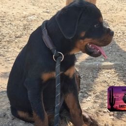 Rottweiler Puppies from Sunset State Rotts