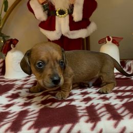Benny - Red male Dachshund puppy in Bakersfield, California from Rosey Dachshund