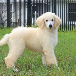 Poodle puppies from Divine Poodle Paradise Standard Poodles & Divine Dachshunds