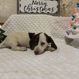 Boy 2 - Piebald male Dachshund puppy in Stilwell, Oklahoma from Bidding Creek Dachshunds