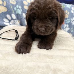 Odin - Brown male Newfoundland puppy in Silver Creek, New York from Boo N’ Bubs Newfoundlands