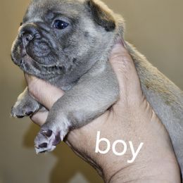 Dachshund and French Bulldog Puppies from Black Thunder 517 Cane Corso and Dachshunds