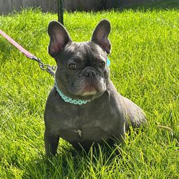 Francie - French Bulldog