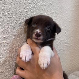 Doc - White and red male Border Collie puppy in Oberlin, Kansas from Hangin R Kennels